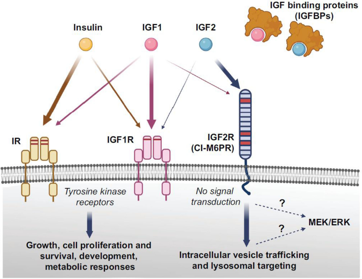 Insulin-like growth factor IGF1-IGF2 Insulin-like growth factor IGF1-IGF2