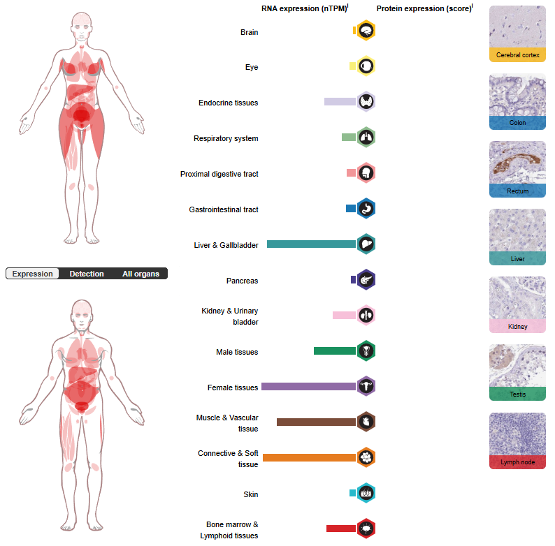 Insulin-like growth factor IGF1-IGF2 Insulin-like growth factor IGF1-IGF2