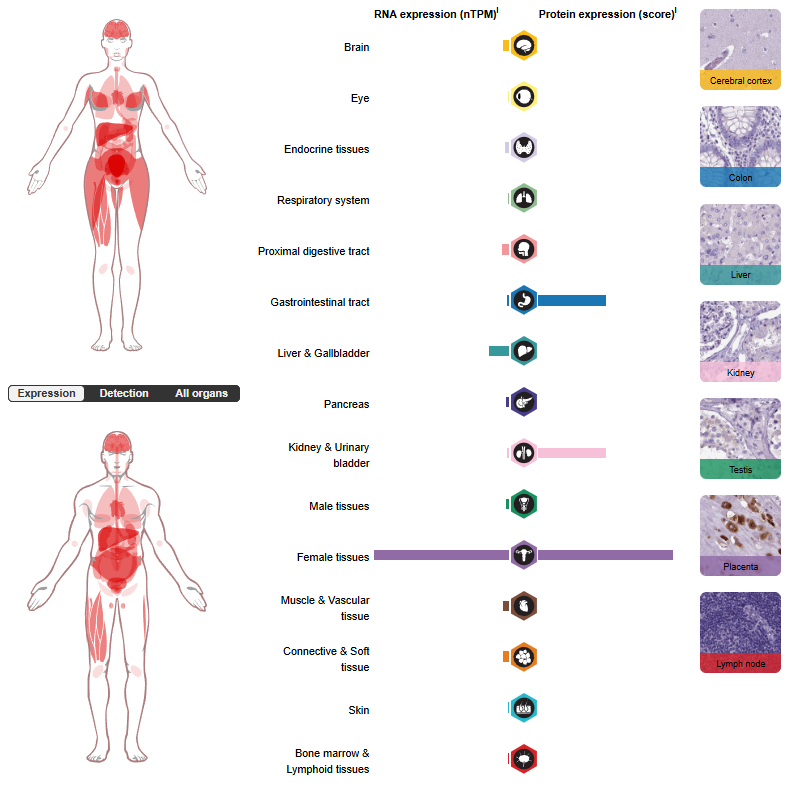Insulin-like growth factor IGF1-IGF2 Insulin-like growth factor IGF1-IGF2