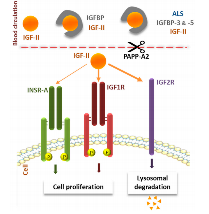 Insulin-like growth factor IGF1-IGF2 Insulin-like growth factor IGF1-IGF2