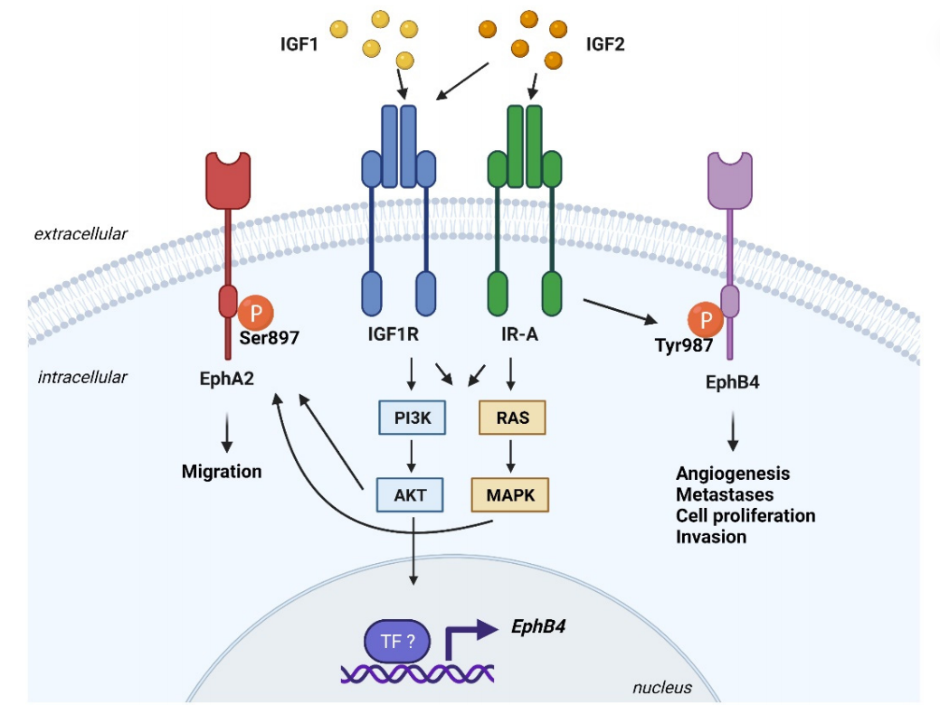 Insulin-like growth factor IGF1-IGF2 Insulin-like growth factor IGF1-IGF2