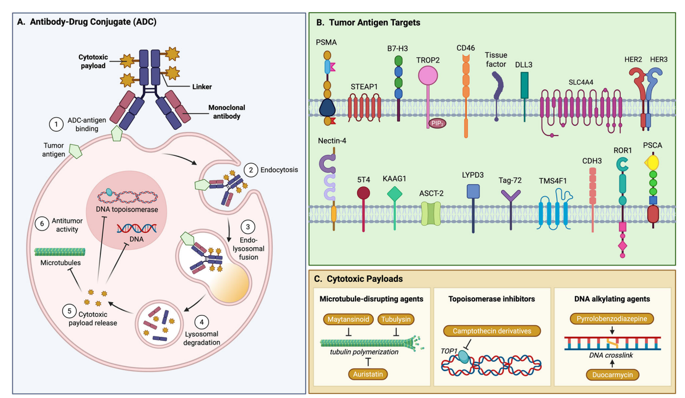 Kidney associated antigen KAAG1