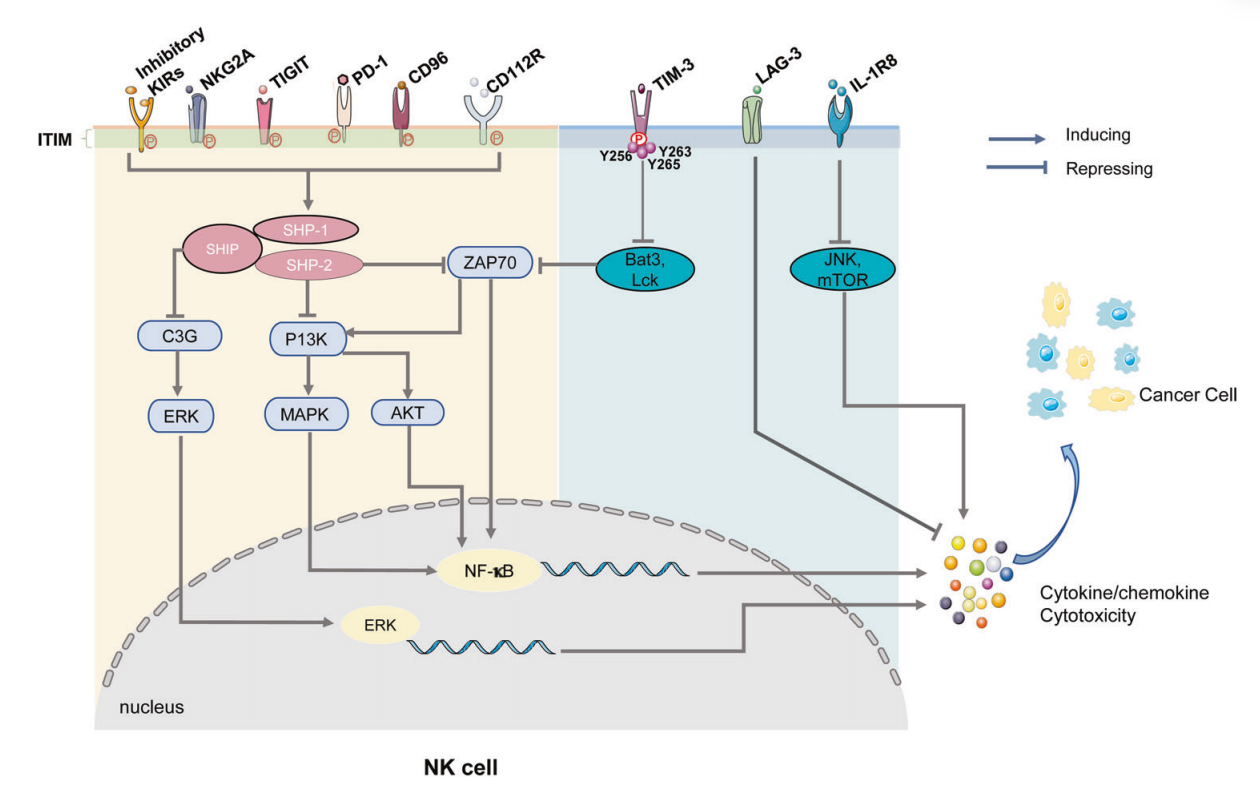 Killer cell immunoglobulin like receptor KIR2D Killer cell immunoglobulin like receptor KIR2D