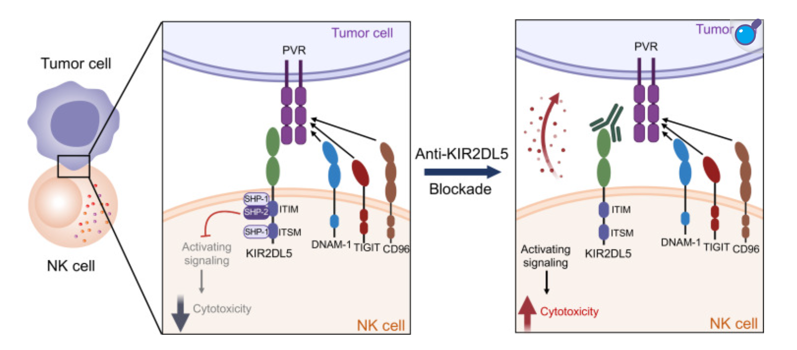 Killer cell immunoglobulin like receptor KIR2D Killer cell immunoglobulin like receptor KIR2D