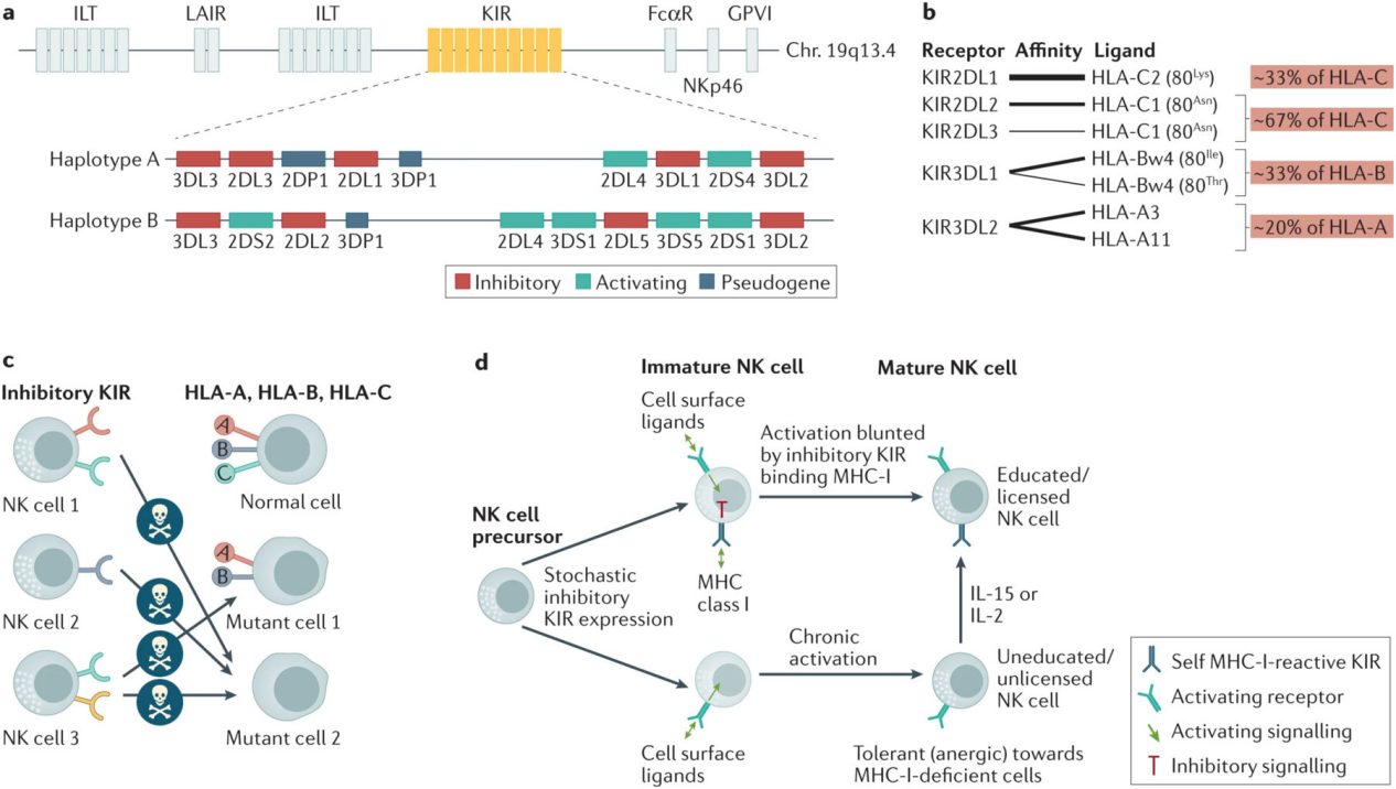 Killer cell immunoglobulin like receptor KIR3DL2