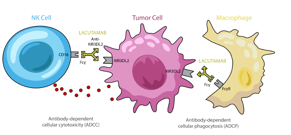 Killer cell immunoglobulin like receptor KIR3DL2