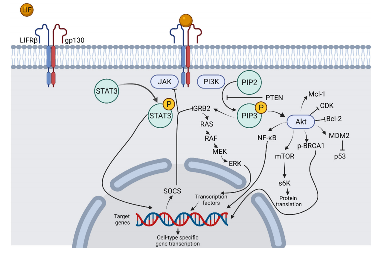 Leukemia inhibitory factor LIF Leukemia inhibitory factor LIF