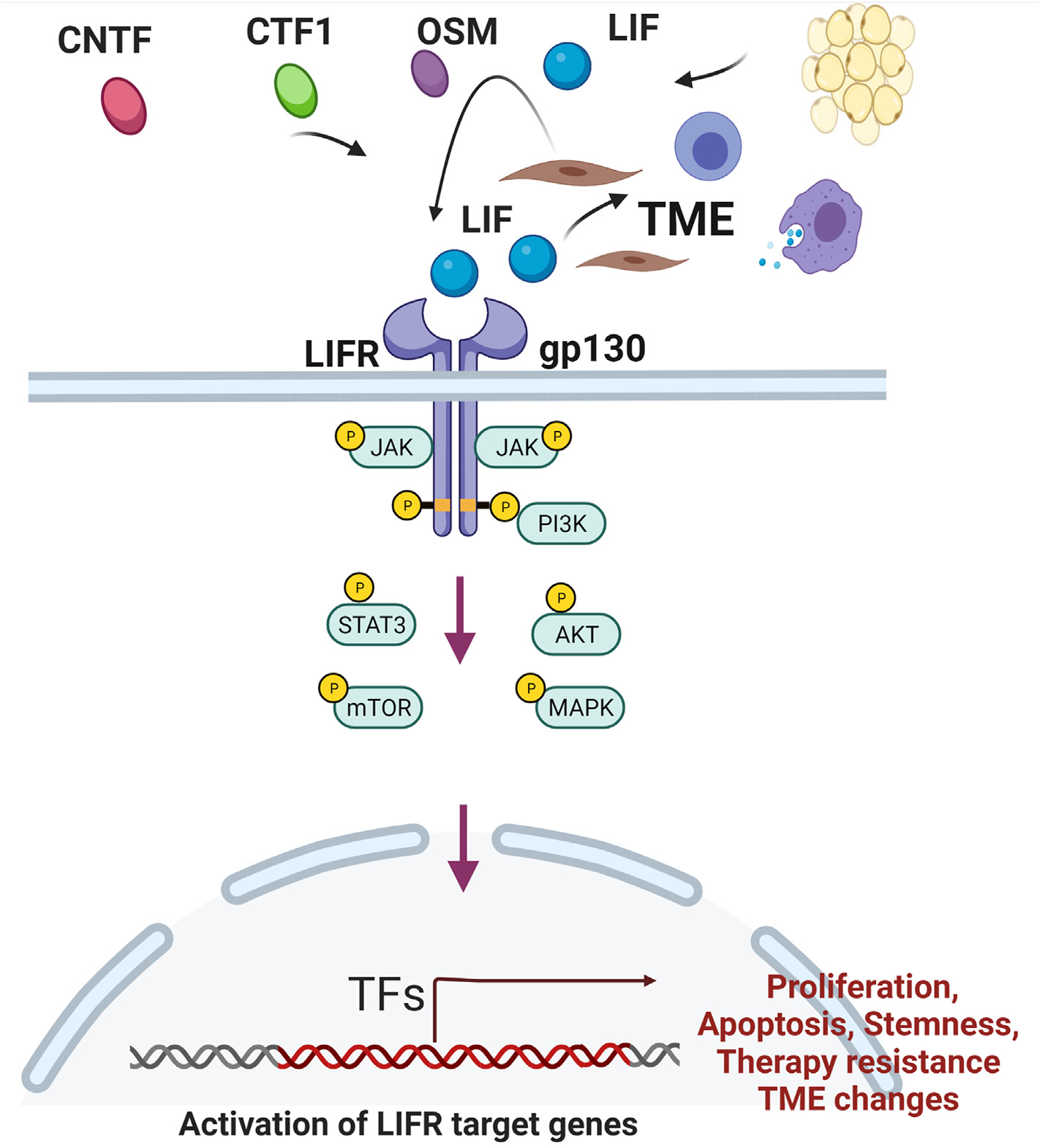 Leukemia inhibitory factor LIF Leukemia inhibitory factor LIF
