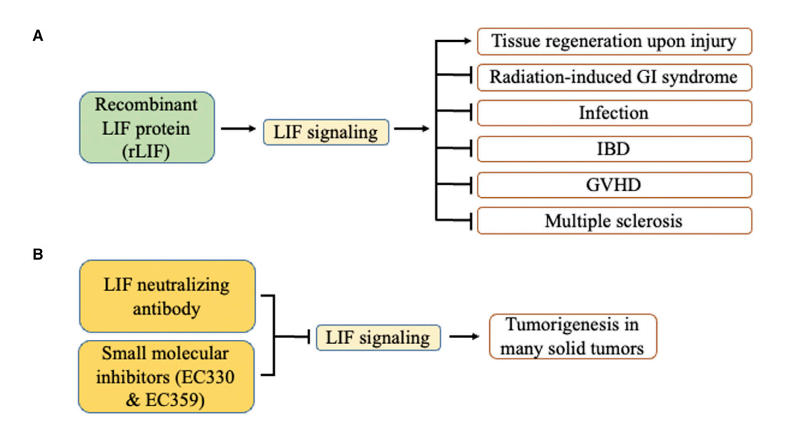Leukemia inhibitory factor LIF Leukemia inhibitory factor LIF