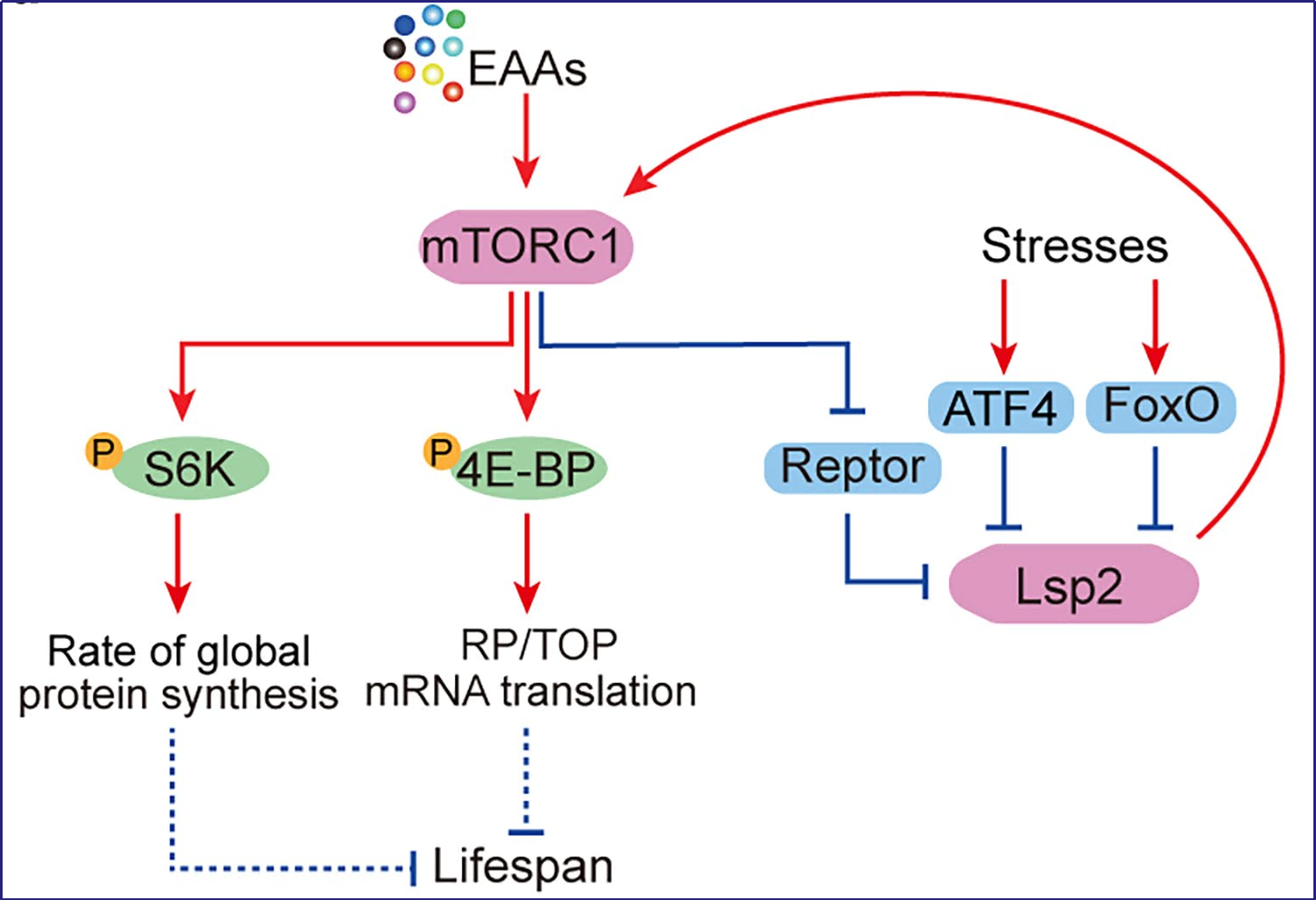 Lsp2 links mTORC1 to TOP mRNA translation and lifespan in Drosophila Lsp2 links mTORC1 to TOP mRNA translation and lifespan in Drosophila