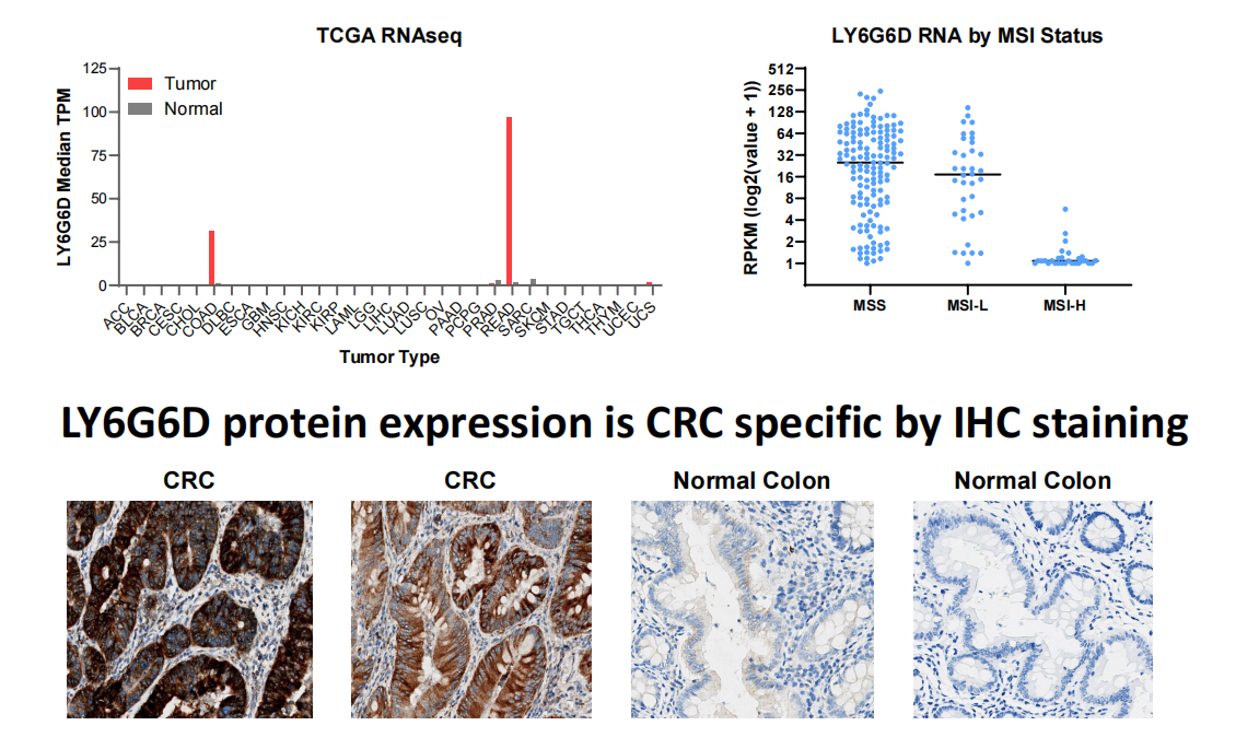 Lymphocyte antigen LY6G6D