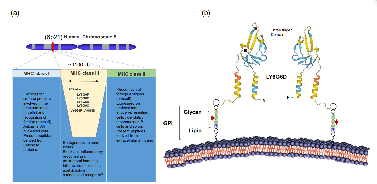 Lymphocyte antigen LY6G6D