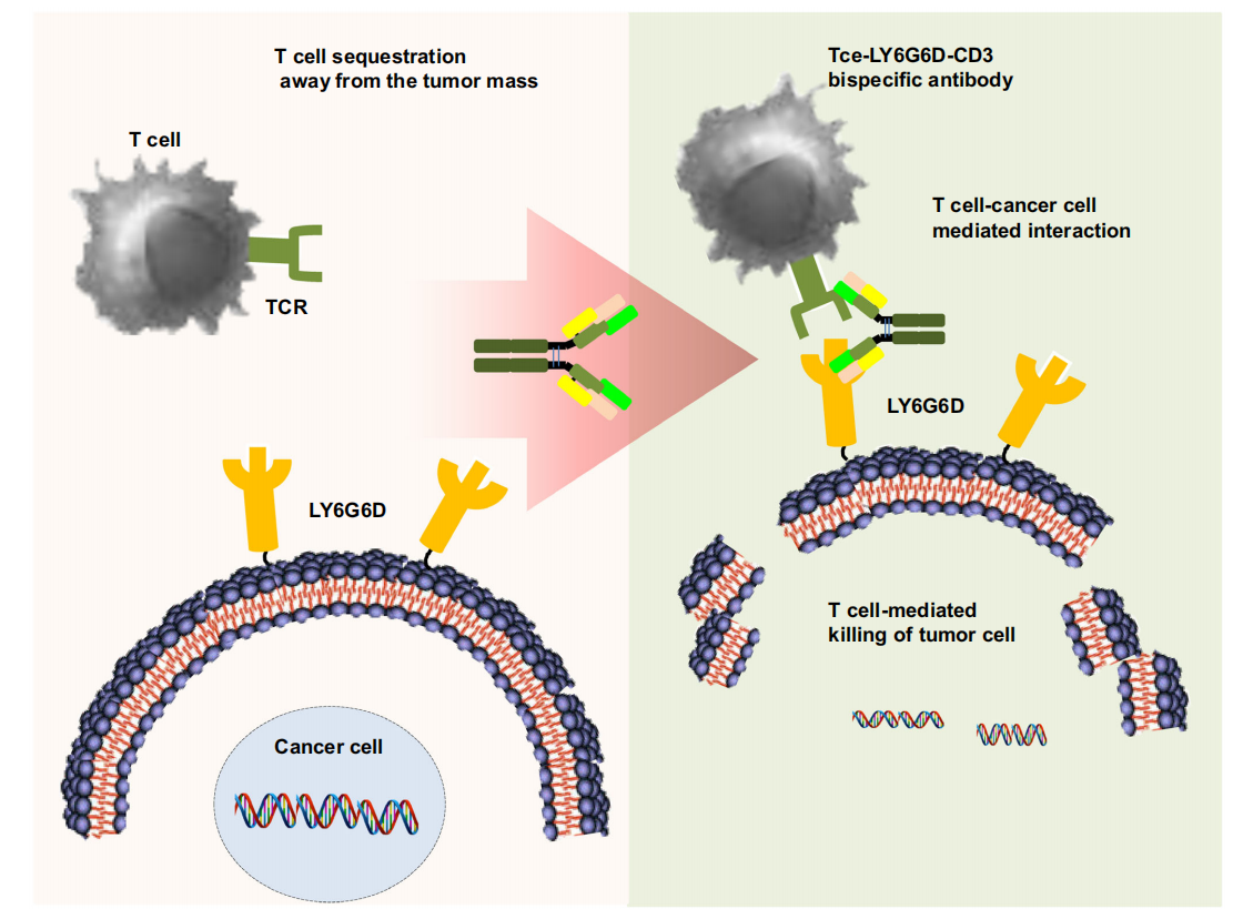Lymphocyte antigen LY6G6D