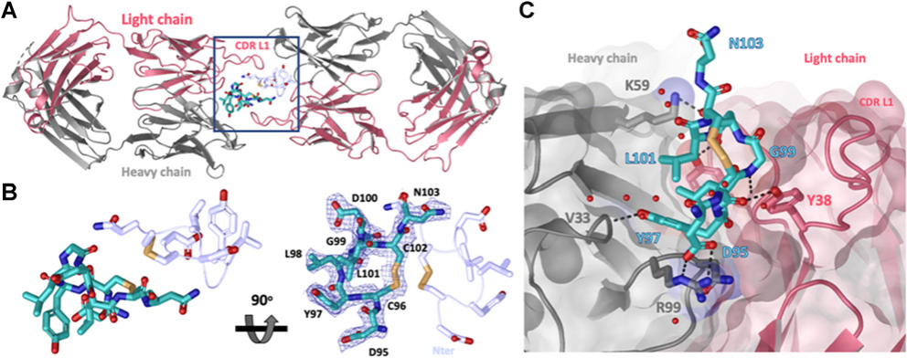 Lymphocyte antigen LY6G6D
