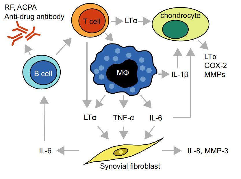 Lymphotoxin LTA