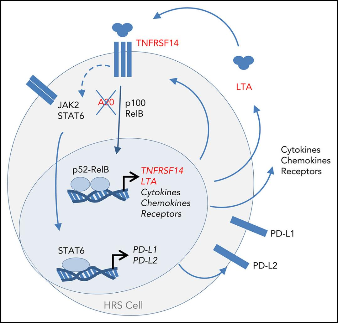 Lymphotoxin LTA