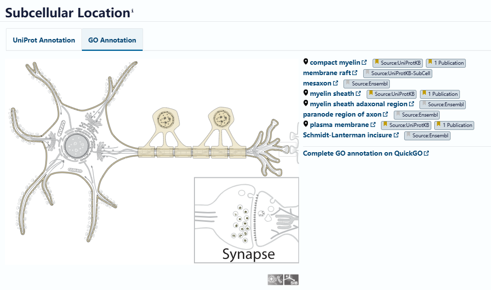 Myelin Associated Glycoprotein MAG Myelin Associated Glycoprotein MAG