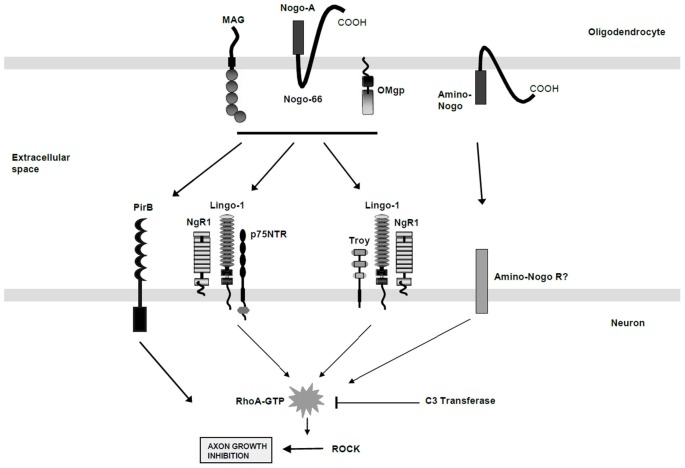 Myelin Associated Glycoprotein MAG Myelin Associated Glycoprotein MAG