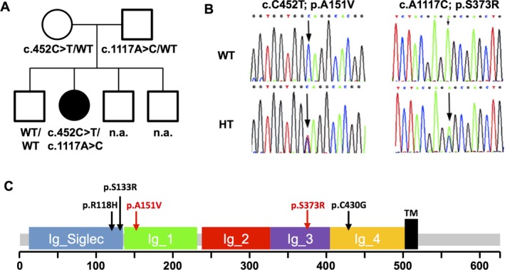 Myelin Associated Glycoprotein MAG Myelin Associated Glycoprotein MAG