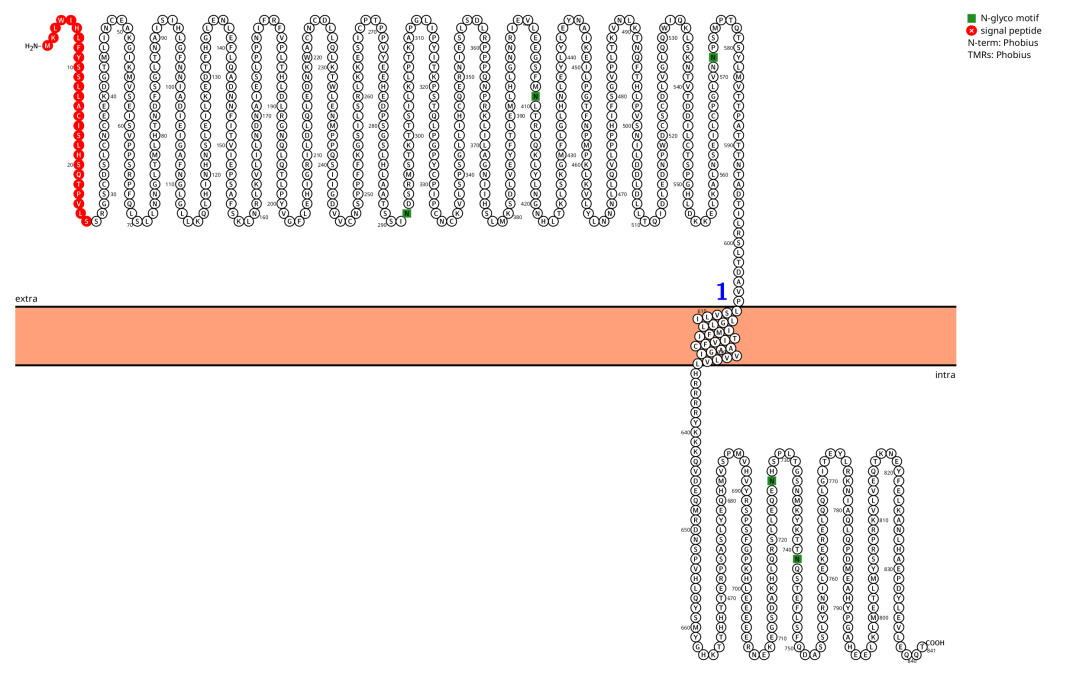 Neurite Outgrowth Regulating Factor SLITRK6 Neurite Outgrowth Regulating Factor SLITRK6