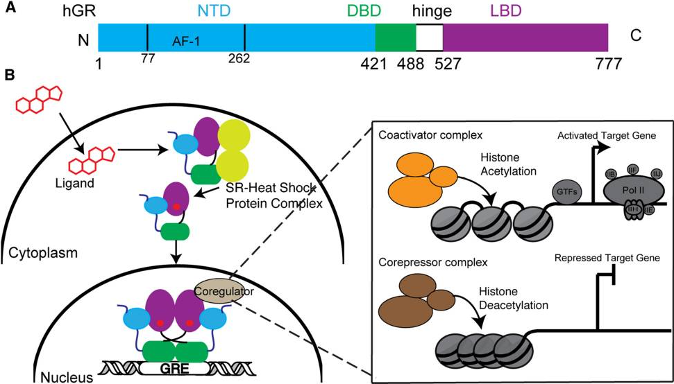Nuclear receptor subfamily 3 group C member 1