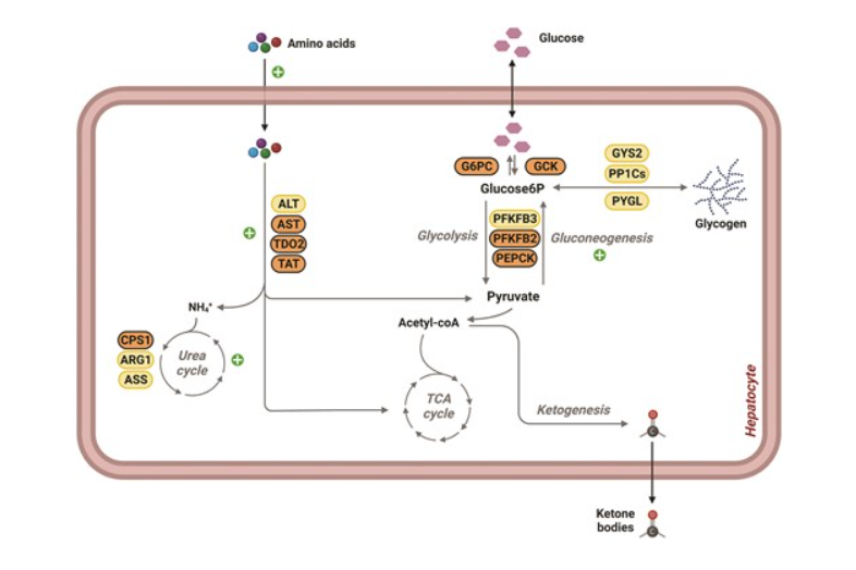 Nuclear receptor subfamily 3 group C member 1