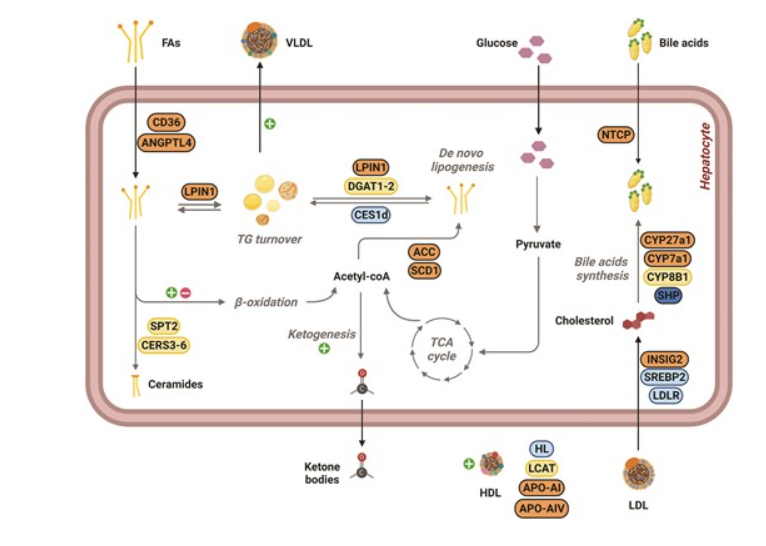 Nuclear receptor subfamily 3 group C member 1