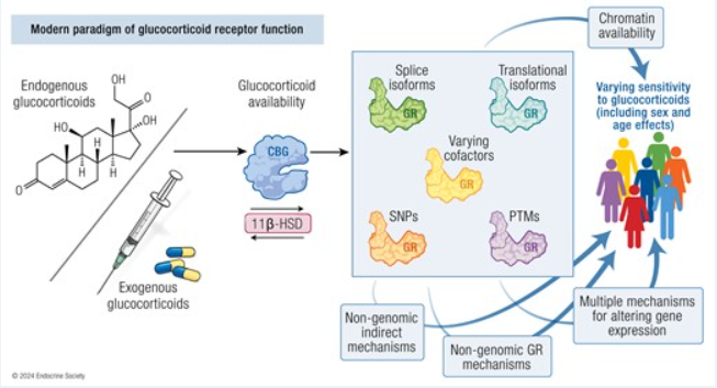 Nuclear receptor subfamily 3 group C member 1