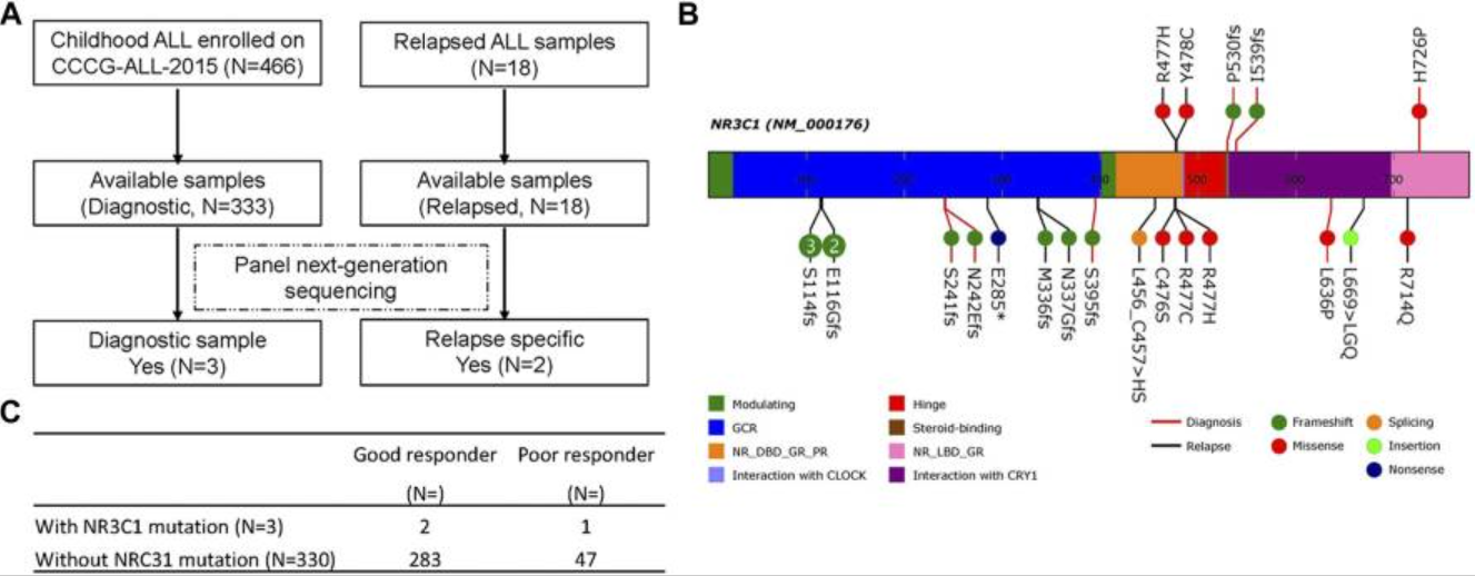 Nuclear receptor subfamily 3 group C member 1