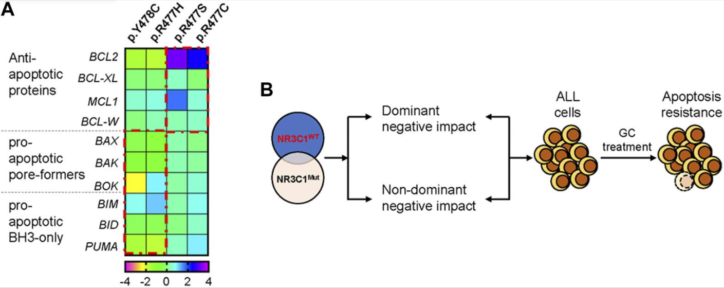 Nuclear receptor subfamily 3 group C member 1