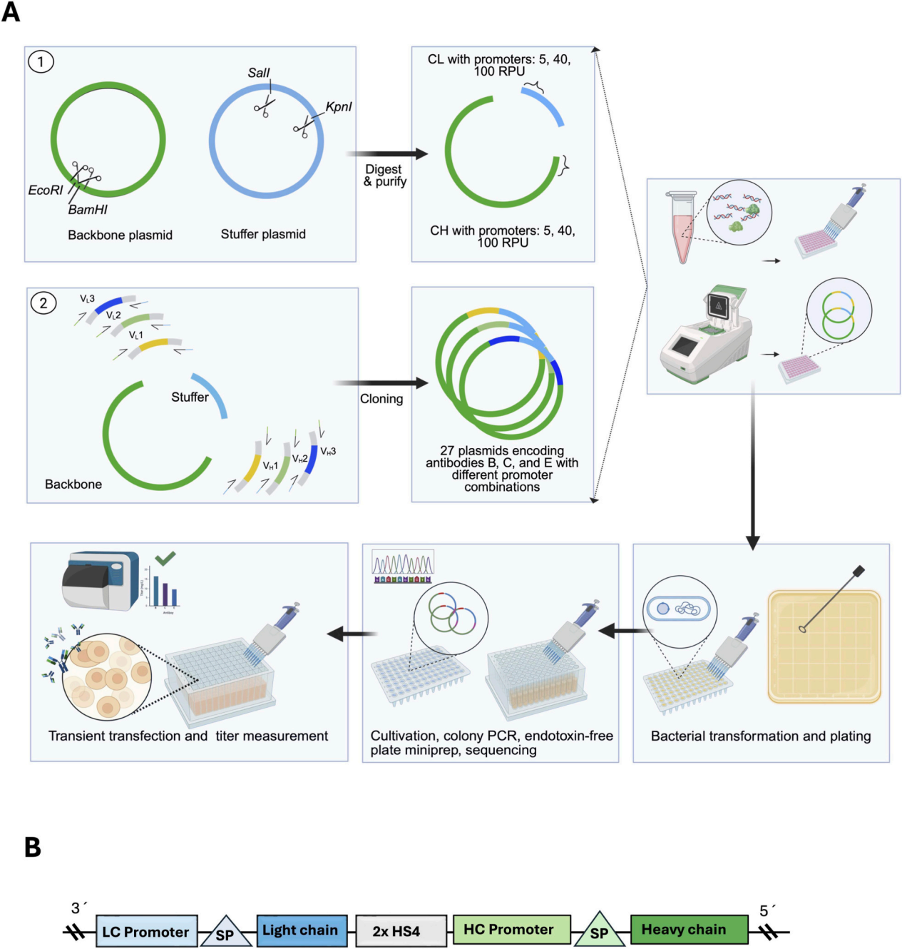 Optimization of antibody high-throughput production in CHO cells by regulating heavy and light chain promoters