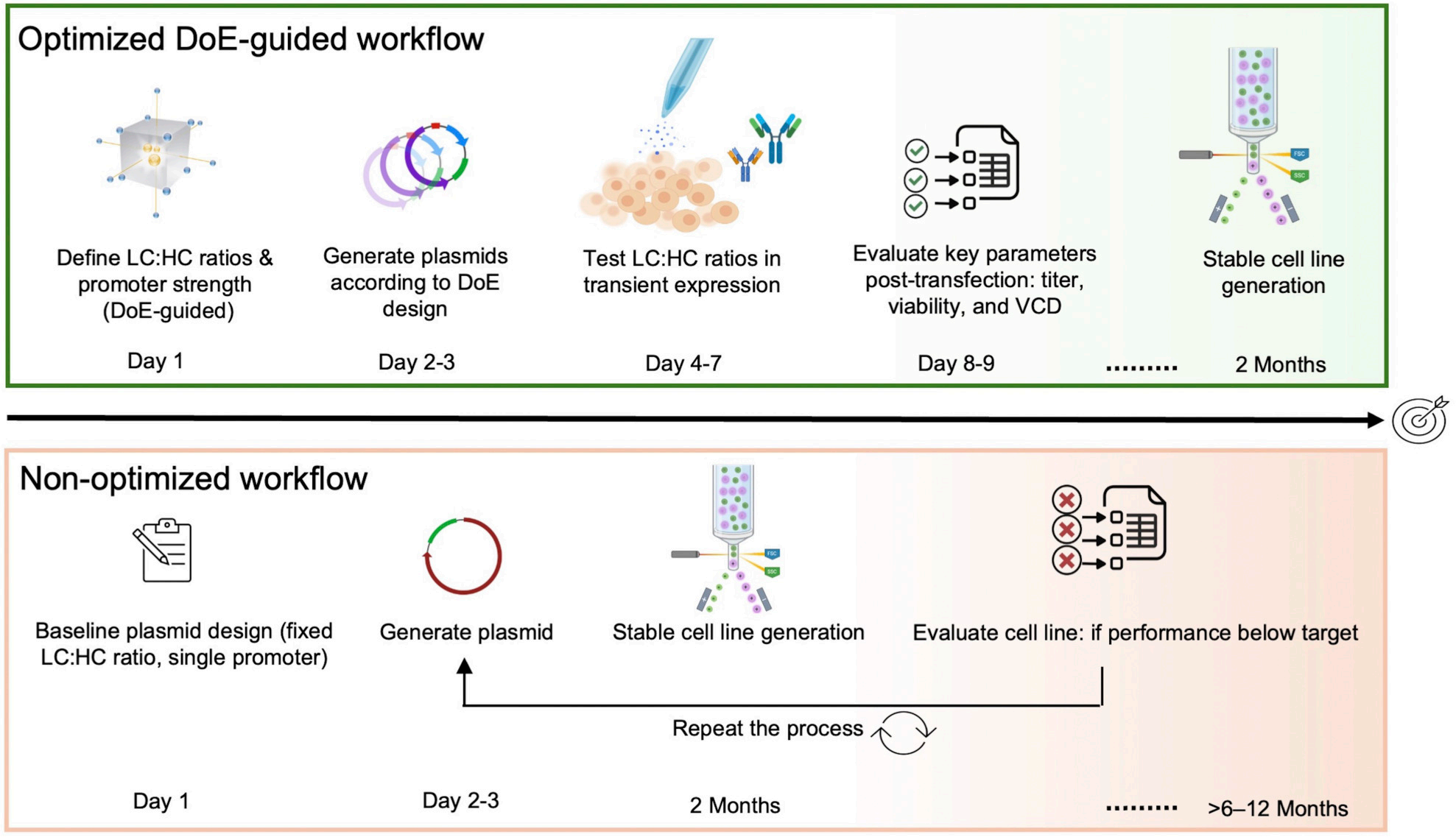Optimization of antibody high-throughput production in CHO cells by regulating heavy and light chain promoters