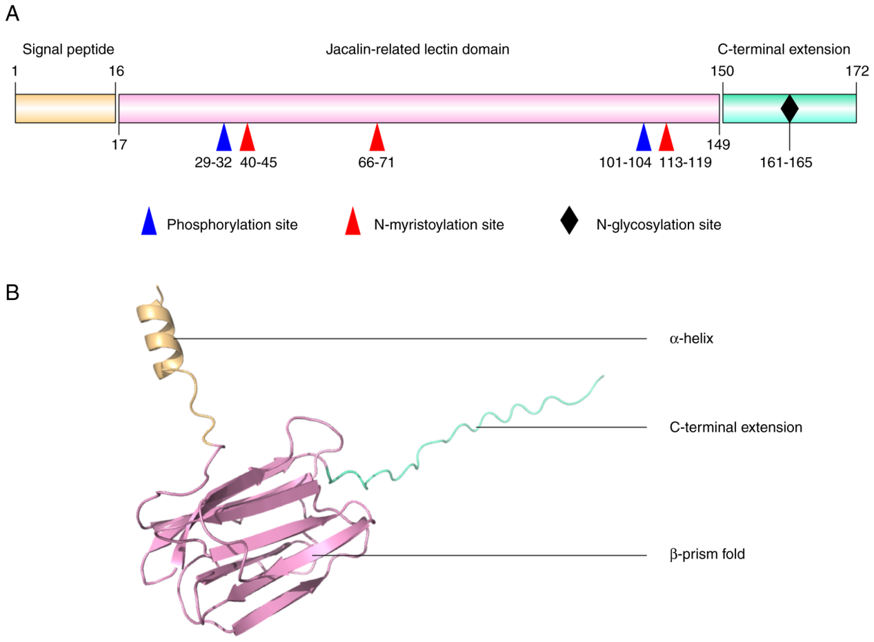Pancreatic cancer therapeutic target PAUF