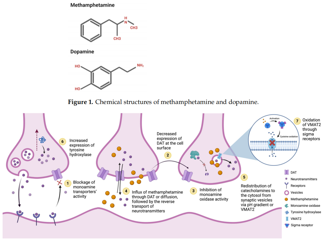 Phenylethylamine central nervous stimulant METH