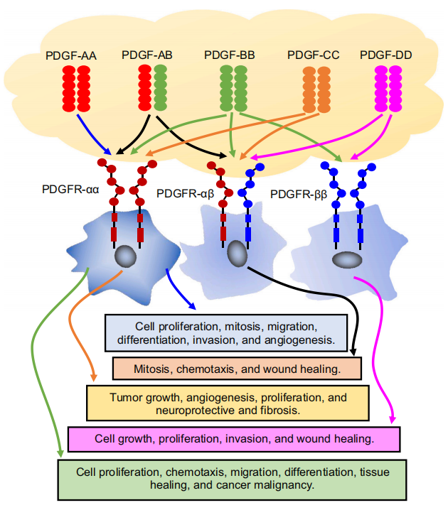 Platelet derived growth factor receptor PDGFRB