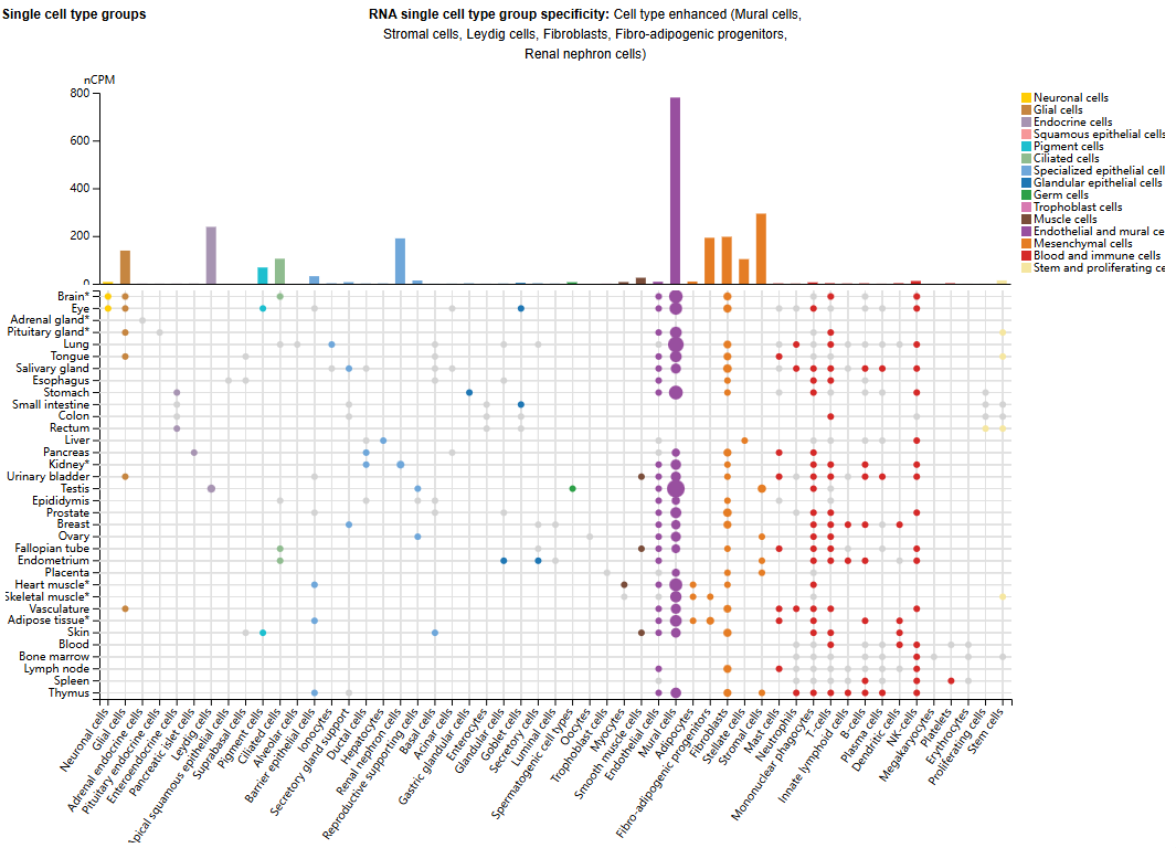 Platelet derived growth factor receptor PDGFRB