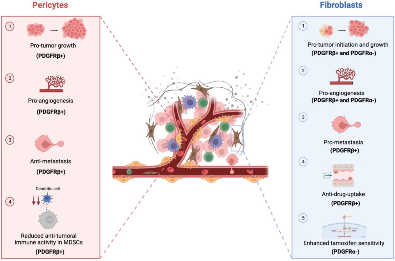 Platelet derived growth factor receptor PDGFRB