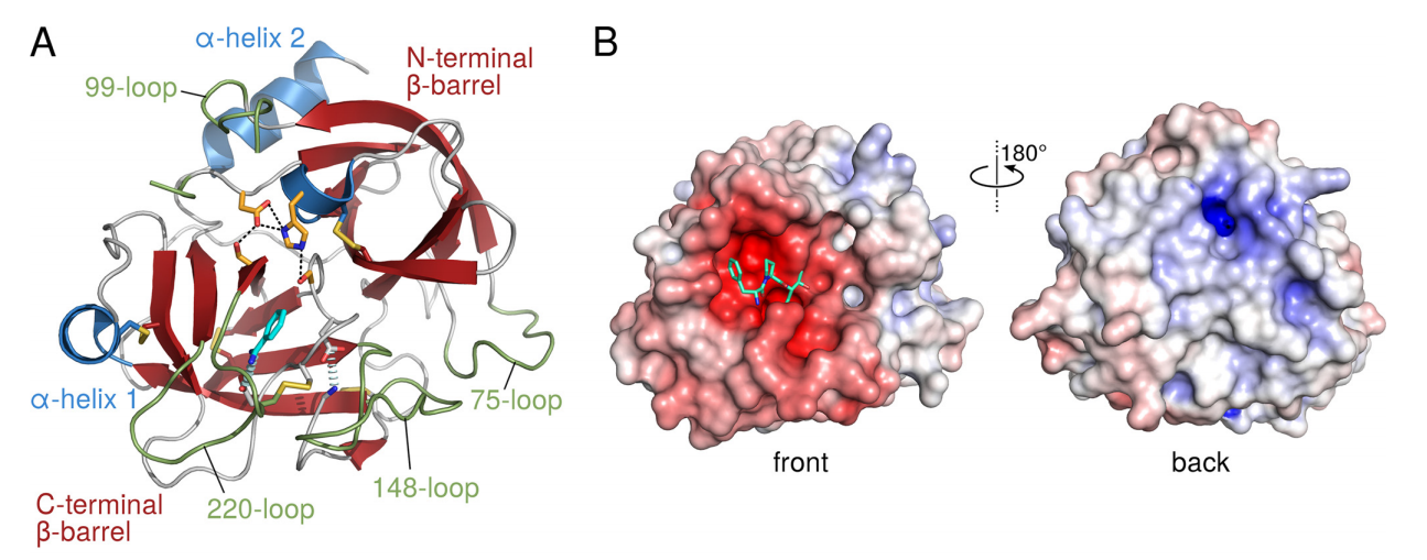 Prostate cancer therapeutic target KLK2 Prostate cancer therapeutic target KLK2