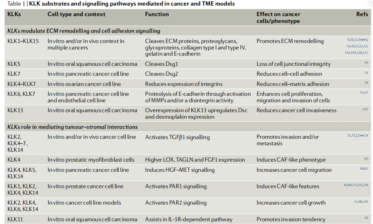Prostate cancer therapeutic target KLK2 Prostate cancer therapeutic target KLK2