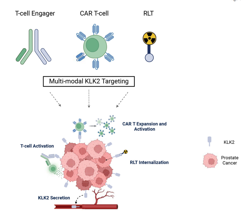 Prostate cancer therapeutic target KLK2 Prostate cancer therapeutic target KLK2