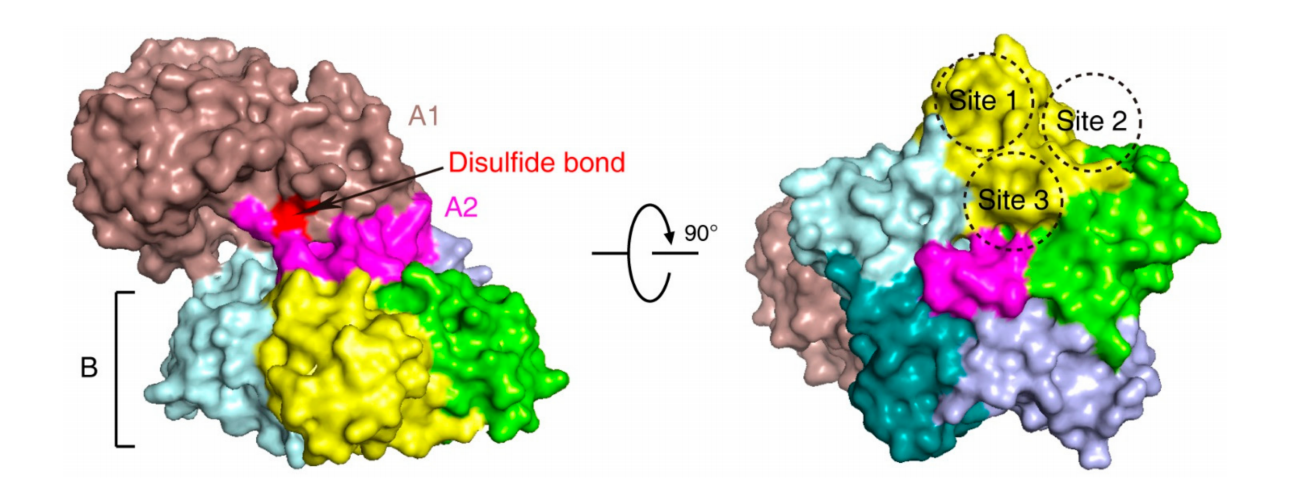 Protein synthesis inhibitory toxin Shiga toxin