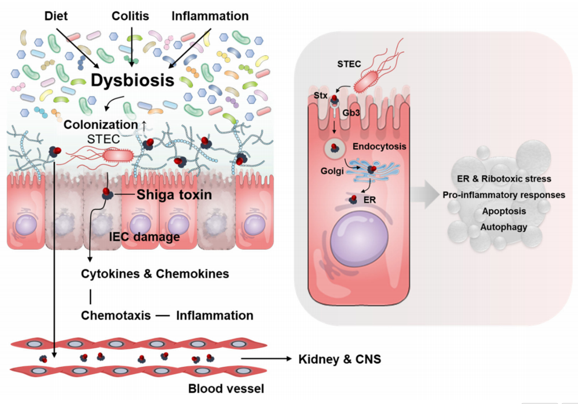Protein synthesis inhibitory toxin Shiga toxin