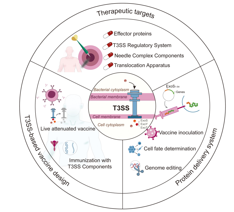 Pseudomonas aeruginosa type III secretion system T3SS Pseudomonas aeruginosa type III secretion system T3SS