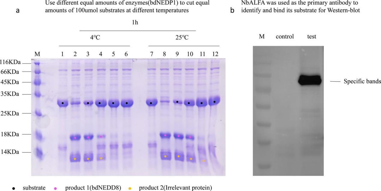 Retro-protein XXA is a remarkable solubilizing fusion tag for inclusion bodies Retro-protein XXA is a remarkable solubilizing fusion tag for inclusion bodies