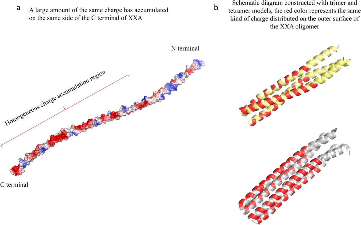 Retro-protein XXA is a remarkable solubilizing fusion tag for inclusion bodies Retro-protein XXA is a remarkable solubilizing fusion tag for inclusion bodies