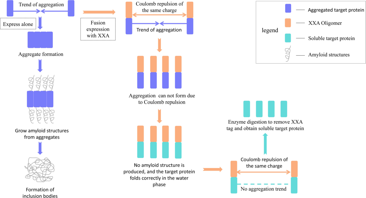 Retro-protein XXA is a remarkable solubilizing fusion tag for inclusion bodies Retro-protein XXA is a remarkable solubilizing fusion tag for inclusion bodies