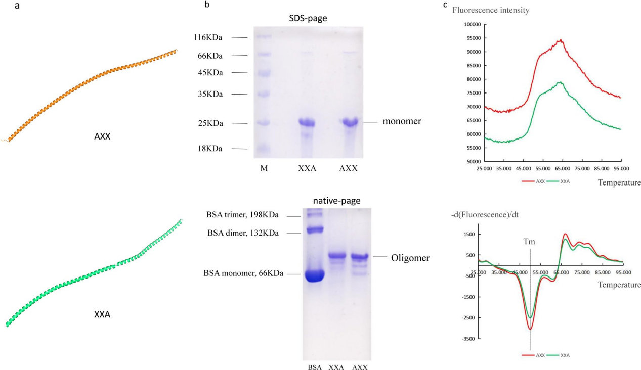 Retro-protein XXA is a remarkable solubilizing fusion tag for inclusion bodies Retro-protein XXA is a remarkable solubilizing fusion tag for inclusion bodies