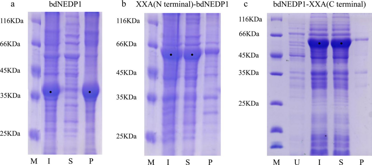 Retro-protein XXA is a remarkable solubilizing fusion tag for inclusion bodies Retro-protein XXA is a remarkable solubilizing fusion tag for inclusion bodies