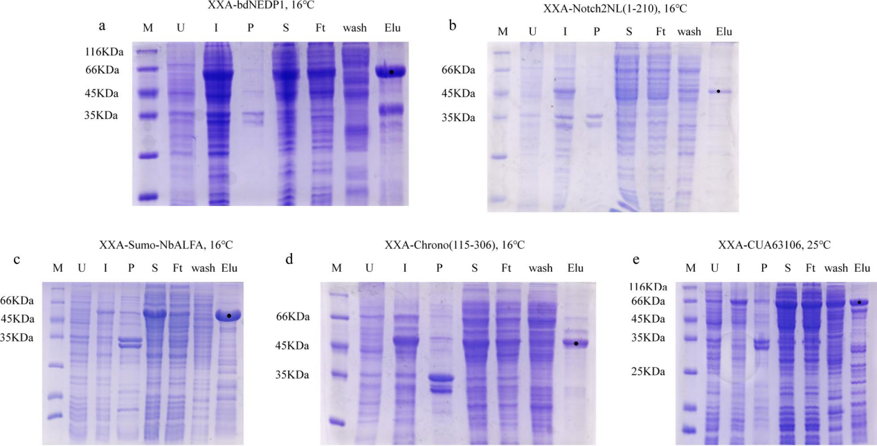 Retro-protein XXA is a remarkable solubilizing fusion tag for inclusion bodies Retro-protein XXA is a remarkable solubilizing fusion tag for inclusion bodies