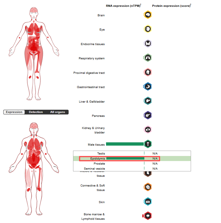 Sialylated Inhibitory Receptor Ligand CD52 Sialylated Inhibitory Receptor Ligand CD52